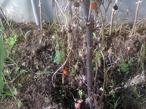 EBSCC Horta Bio (estufa) - Tomate
